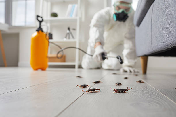 Commercial Rodent Management in Crestline